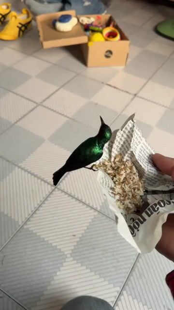 chim xanh tím. Mua bán Chim tại Thành phố Thủ Dầu Một Bình Dương được đăng bởi đồ linh tinh hình 1