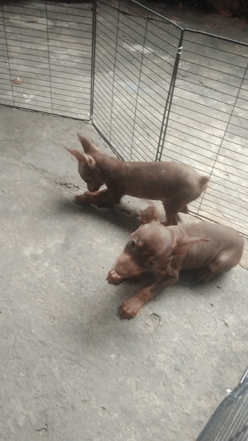 Chó Fox hươu nhỏ cái 2.5 tháng. Mua bán Chó tại Huyện Hóc Môn Tp Hồ Chí Minh được đăng bởi Phú hình 1