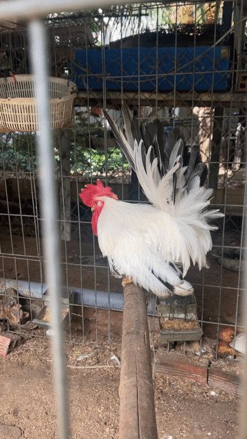 Gà tre thái Trắng 2 con. Mua bán Gà tại Thành phố Mỹ Tho Tiền Giang được đăng bởi Hưng hình 1