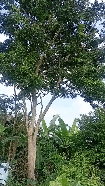 Cây cảnh Cây xưa Trên 15 năm. Mua bán Cây cảnh, đồ trang trí tại Quận Hà Đông Hà Nội được đăng bởi Nguyễn Phương Nhi hình 1