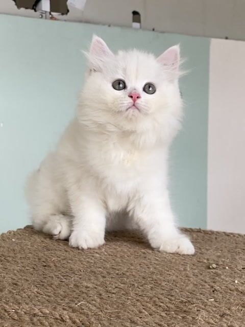 mèo anh giá trên hình từ 900. Mua bán Mèo tại Thành phố Thủ Đức Tp Hồ Chí Minh được đăng bởi Nguyễn Quốc Việt hình 1