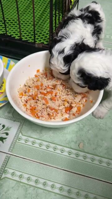 Chó poodle. Mua bán Chó tại Quận Tân Bình Tp Hồ Chí Minh được đăng bởi Hoàng Trung Trần hình 1