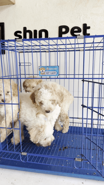 Chó Poodle Vàng kem Thuần chủng. Mua bán Chó tại Quận Cẩm Lệ Đà Nẵng được đăng bởi Nguyễn Hữu Anh Vũ hình 1