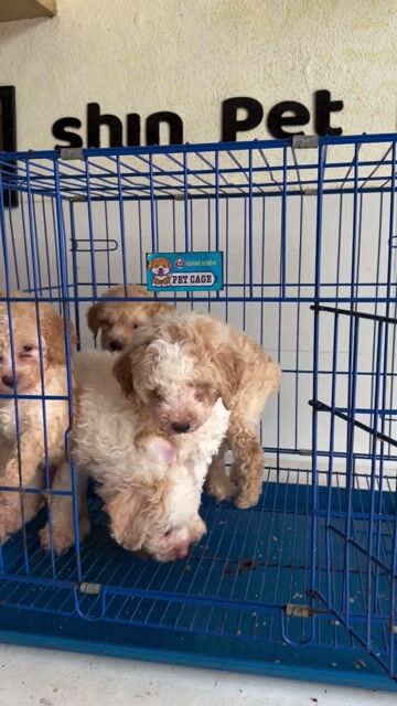 Chó Poodle Vàng kem Thuần chủng. Mua bán Chó tại Quận Cẩm Lệ Đà Nẵng được đăng bởi Nguyễn Hữu Anh Vũ hình 1