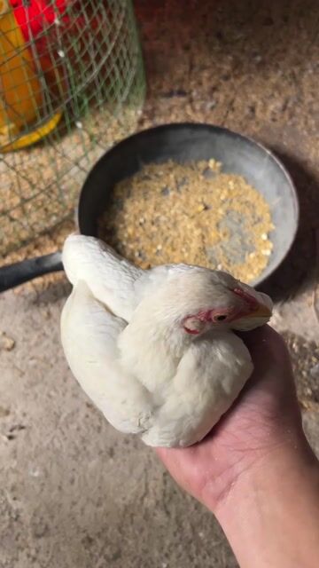 Gà tre mái nhạn bắc tít sắp so. Mua bán Gà tại Huyện Thuận Thành Bắc Ninh được đăng bởi Nguyễn Duy Thảo hình 1