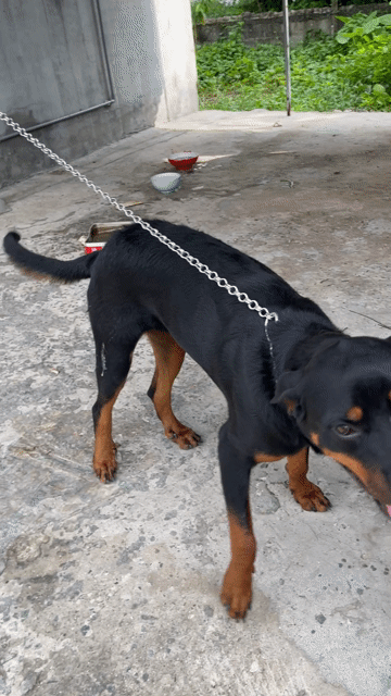 Chó Rottweiler cái 10 tháng. Mua bán Chó tại Huyện Củ Chi Tp Hồ Chí Minh được đăng bởi tuấn hình 1