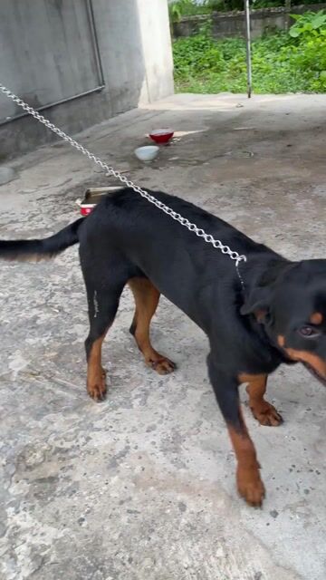 Chó Rottweiler cái 10 tháng. Mua bán Chó tại Huyện Củ Chi Tp Hồ Chí Minh được đăng bởi tuấn hình 1
