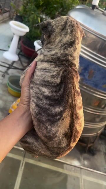 Chó Phú Quốc Nâu vàng 2 tháng. Mua bán Chó tại Quận 1 Tp Hồ Chí Minh được đăng bởi Ng Quang Hưng hình 1