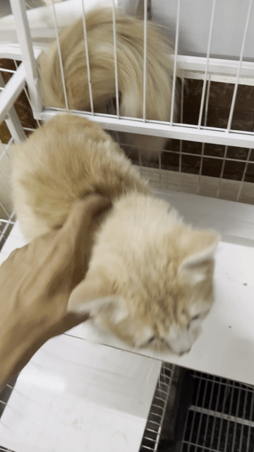 Mèo Anh lông dài cái 10 tháng. Mua bán Mèo tại Thành phố Dĩ An Bình Dương được đăng bởi Nguyễn Thành Trung hình 1