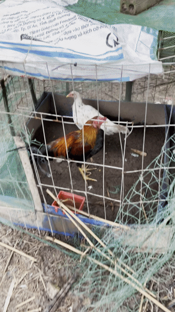 Gà tre trống tơ 1.5kg. Mua bán Gà tại Huyện Càng Long Trà Vinh được đăng bởi Luong Thanh Thi hình 1