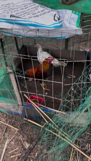 Gà tre trống tơ 1.5kg. Mua bán Gà tại Huyện Càng Long Trà Vinh được đăng bởi Luong Thanh Thi hình 1