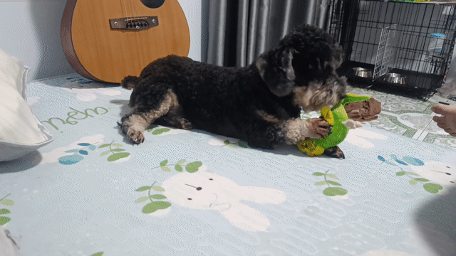2 bé poodle  ngoại hình siêu dễ thương . Mua bán Chó tại Quận 7 Tp Hồ Chí Minh được đăng bởi Lê Hiền hình 1