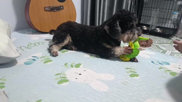 2 bé poodle  ngoại hình siêu dễ thương . Mua bán Chó tại Quận 7 Tp Hồ Chí Minh được đăng bởi Lê Hiền hình 1
