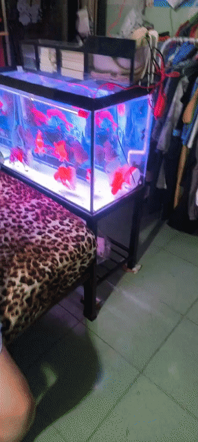 Bể cá cảnh 80x50x50 cm còn khá mới. Mua bán Phụ kiện, Thức ăn, Dịch vụ tại Quận Bình Thuỷ Cần Thơ được đăng bởi chép phi tần cần thơ  hình 1