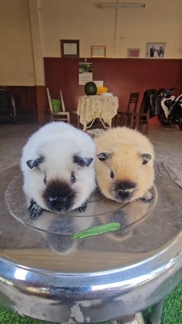 Bọ Ú Teddy Cali. Mua bán Thú cưng khác tại Quận Cẩm Lệ Đà Nẵng được đăng bởi Hoang quoc huy hình 1