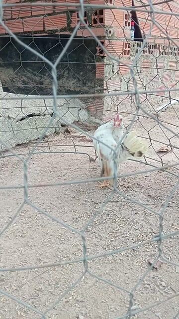 Gà Serama trống 200 gram Trắng đốm. Mua bán Gà tại Huyện Châu Thành Tây Ninh được đăng bởi tan dat hình 1