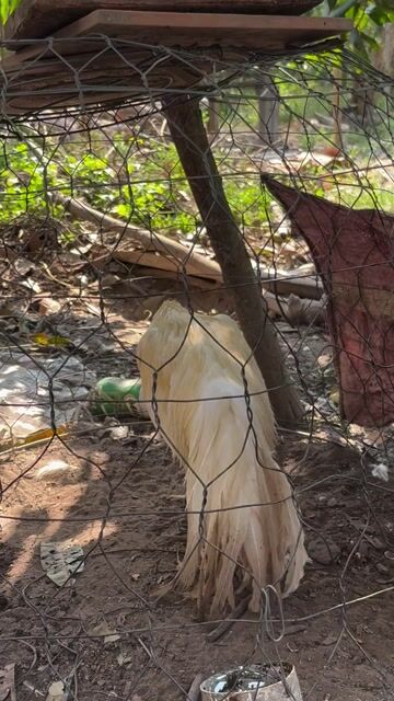 Gà 2.4kg Trắng. Mua bán Gà tại Huyện Chợ Lách Bến Tre được đăng bởi Ngọc Hải hình 1