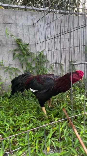 gà thái 3k7. Mua bán Gà tại Huyện Trà Cú Trà Vinh được đăng bởi Gà Con  hình 1