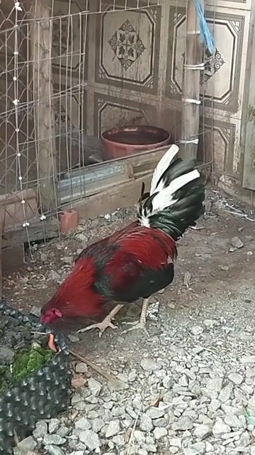 Gà Mỹ trống tơ. Mua bán Gà tại Huyện Tri Tôn An Giang được đăng bởi Minh Tiển hình 1