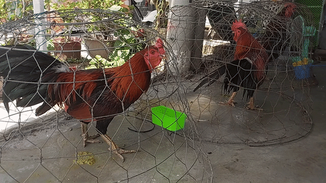 Gà vãy rồng rin không tật lỗi. Mua bán Gà tại Huyện Châu Thành Tiền Giang được đăng bởi Van Pho Pham hình 1