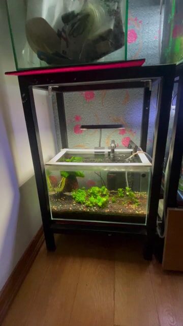 Bể cá cảnh Kính Sắt 40x25x25cm Tép cảnh. Mua bán Phụ kiện, Thức ăn, Dịch vụ tại Huyện Thanh Oai Hà Nội được đăng bởi KỶ NGUYỄN hình 1