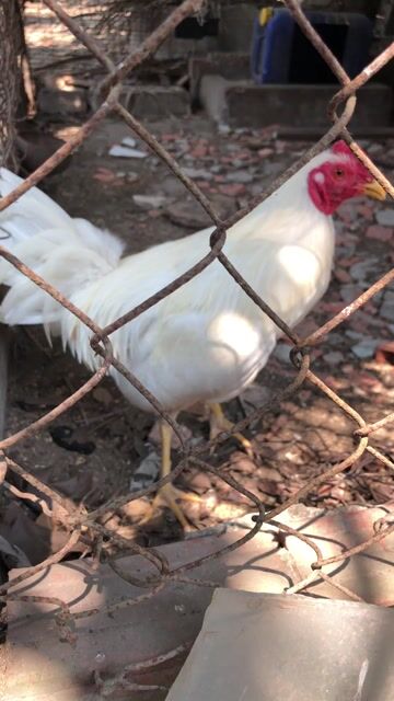 Gà chọi Mỹ màu Trắng. Mua bán Gà tại Huyện Đức Hòa Long An được đăng bởi Ronaldinho hình 1