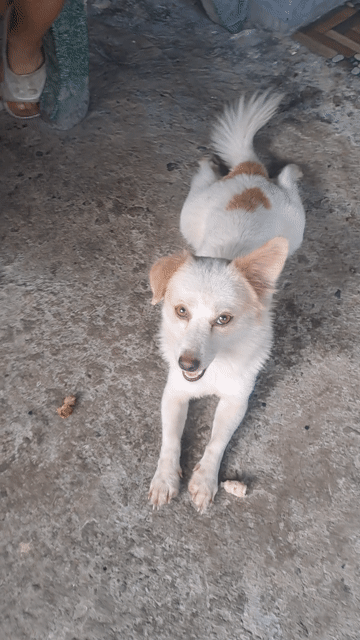 Chó Chihuahua lai cái màu Trắng, nâu. Mua bán Chó tại Thị xã Tân Uyên Bình Dương được đăng bởi Chưa muốn đạt tên  hình 1