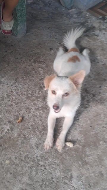 Chó Chihuahua lai cái màu Trắng, nâu. Mua bán Chó tại Thị xã Tân Uyên Bình Dương được đăng bởi Chưa muốn đạt tên  hình 1