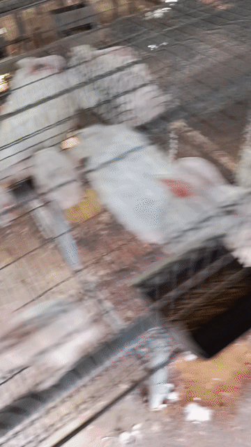 Thỏ Trắng khỏe mạnh. Mua bán Thú cưng khác tại Huyện Hóc Môn Tp Hồ Chí Minh được đăng bởi Vinh Trần hình 1