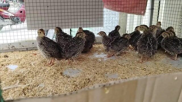 Chim cút giống(chỉ từ 8k/con) sỉ&lẻ,đọc mô tả. Mua bán Chim tại Huyện Nhà Bè Tp Hồ Chí Minh được đăng bởi Ndung hình 1