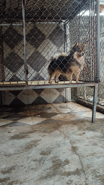 Chó Phốc Sóc đực. Mua bán Chó tại Huyện Thường Tín Hà Nội được đăng bởi Tùng Tín hình 1