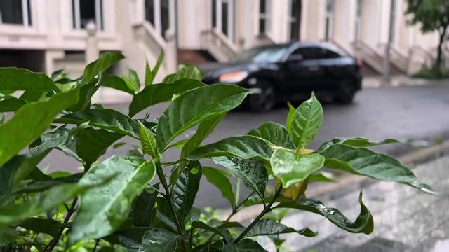 Honda Civic 2019 1.5 Turbo RS - 51000 km. Mua bán Ô tô tại Thành phố Thủ Đức Tp Hồ Chí Minh được đăng bởi Đạt Xe Cũ hình 1