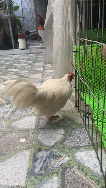 Gà tre bắc trống trắng 6lạng4. Mua bán Gà tại Huyện Châu Thành Tiền Giang được đăng bởi Hoàng Huy hình 1