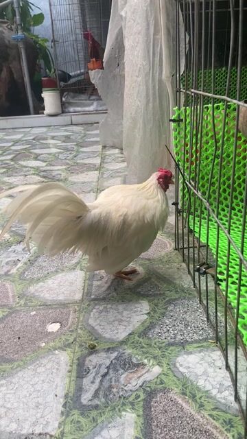 Gà tre bắc trống trắng 6lạng4. Mua bán Gà tại Huyện Châu Thành Tiền Giang được đăng bởi Hoàng Huy hình 1