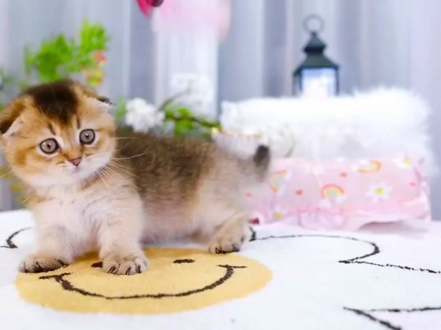 Sale em mèo đực gold siêu rẻ!!!!!!!!. Mua bán Mèo tại Quận Nam Từ Liêm Hà Nội được đăng bởi Nguyễn Hạnh hình 1