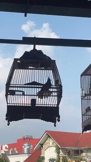 Chim Hót hay màu Đen. Mua bán Chim tại Quận Gò Vấp Tp Hồ Chí Minh được đăng bởi Hải Dương hình 1