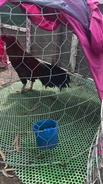 Gà Đỏ đen Đực. Mua bán Gà tại Huyện Bình Chánh Tp Hồ Chí Minh được đăng bởi tuan tran hình 1