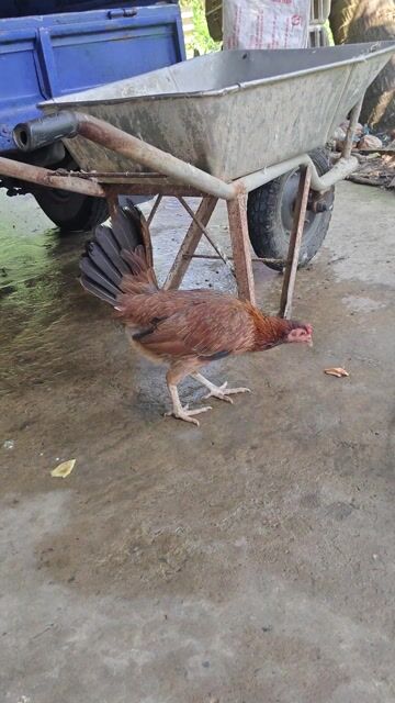Gà Mỹ mái 1.9kg màu Nâu. Mua bán Gà tại Huyện Chợ Gạo Tiền Giang được đăng bởi Phúc Lê hình 1