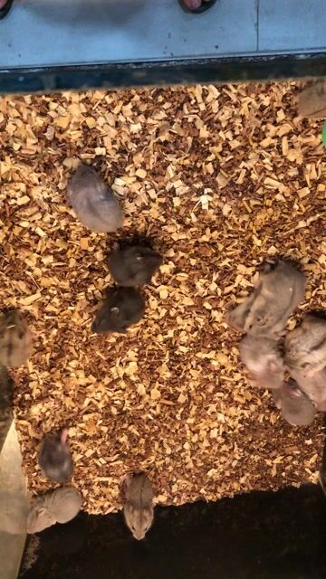 Chuột Hamster Campbell Nhiều màu. Mua bán Thú cưng khác tại Quận Thanh Khê Đà Nẵng được đăng bởi Dương Quang Triều hình 1