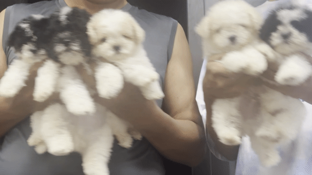 Chó Poodle trắng, đen trắng 2 tháng đã tiêm. Mua bán Chó tại Quận Hoàng Mai Hà Nội được đăng bởi Giang  hình 1