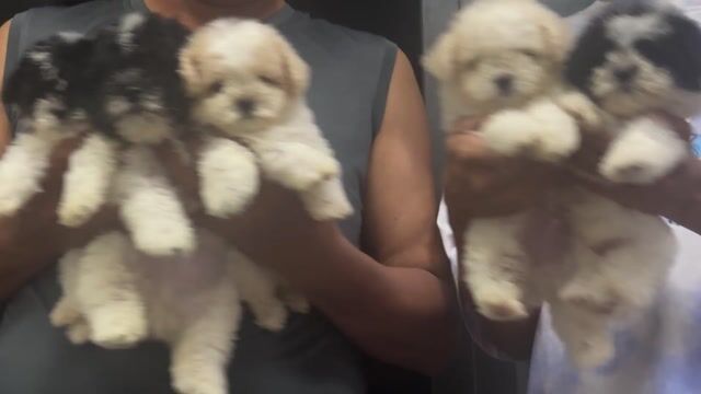 Chó Poodle trắng, đen trắng 2 tháng đã tiêm. Mua bán Chó tại Quận Hoàng Mai Hà Nội được đăng bởi Giang  hình 1