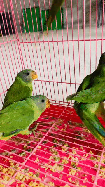 Vẹt Xanh lá Khỏe mạnh. Mua bán Chim tại Huyện Chương Mỹ Hà Nội được đăng bởi menuoipet29 hình 1