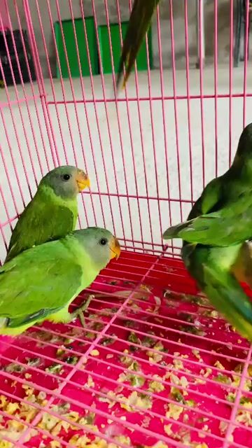 Vẹt Xanh lá Khỏe mạnh. Mua bán Chim tại Huyện Chương Mỹ Hà Nội được đăng bởi menuoipet29 hình 1