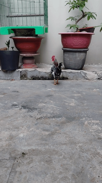 Gà trống giống Ô đực 450 gram. Mua bán Gà tại Quận Tân Bình Tp Hồ Chí Minh được đăng bởi khánh hình 1
