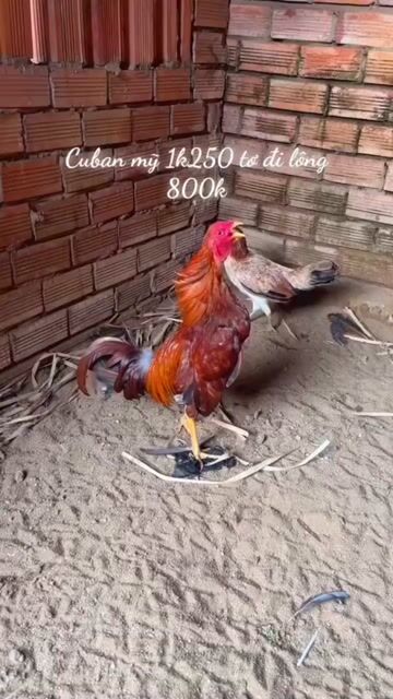Gà tre Cuban Mỹ trống Nâu đỏ đen. Mua bán Gà tại Thành phố Biên Hòa Đồng Nai được đăng bởi HIẾU PHẠM hình 1