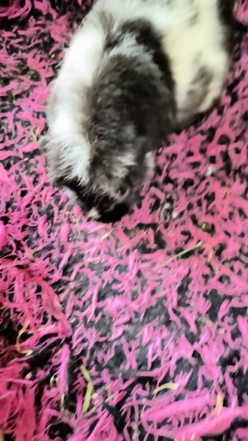 Chuột lang. Mua bán Thú cưng khác tại Quận 7 Tp Hồ Chí Minh được đăng bởi BỌ Ú SG Q7 hình 1