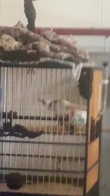 Chim cảnh Trống màu Trắng. Mua bán Chim tại Thành phố Thuận An Bình Dương được đăng bởi Đam Mê hình 1