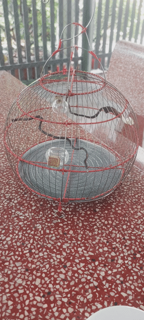 chim nhỏ có gl 7màu. Mua bán Phụ kiện, Thức ăn, Dịch vụ tại Huyện Vĩnh Cửu Đồng Nai được đăng bởi Tấn Khang hình 1