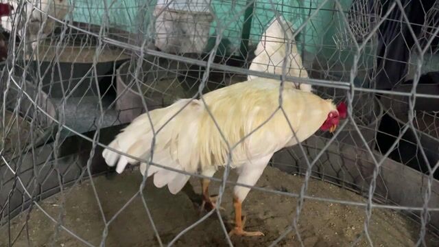Gà Mỹ lai Thái 2.6kg Trắng. Mua bán Gà tại Huyện Mỏ Cày Nam Bến Tre được đăng bởi Hưng bui  hình 1