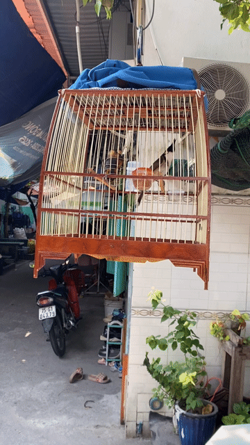 giá thanh lí. Mua bán Chim tại Thành phố Thủ Dầu Một Bình Dương được đăng bởi nguyễn văn thương hình 1